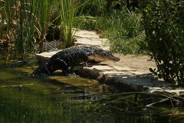 Alligator