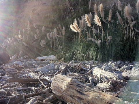 Beach with cattails and driftwood with streaming sunlight