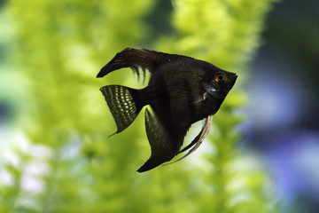 Pterophyllum scalare,angelfish or freshwater angelfish