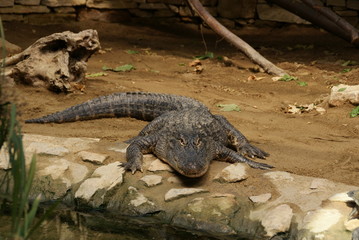 Alligator