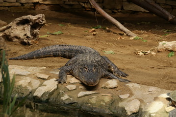 Alligator