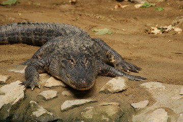 Alligator