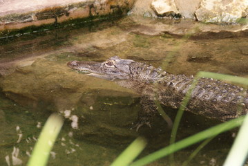 Alligator
