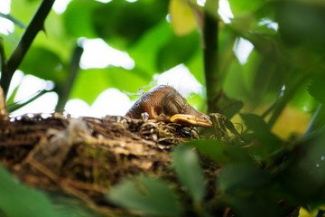 Obraz premium Blackbird chick in a hidden nest, Salzburg, Austria