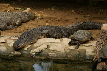 Alligator