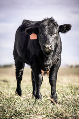 little bull