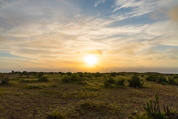 Sunset landscape of the Atacama desert in its time of unusual flowering, Northern Chile