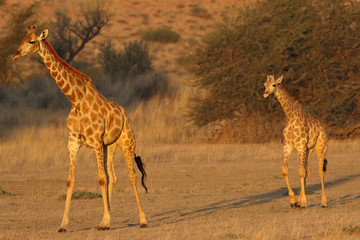 Female and young south african giraffe (Giraffa camelopardalis giraffa) is walking in the middle of dried river in the desert in sunset with evening light in the valley