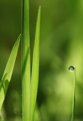 Goutte d'eau sur un brin d'herbe