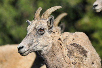 Pronghorn sheep are very common in the mountains of Yellowstone National Park and Grant Teton National Park in Wyoming and Montana.