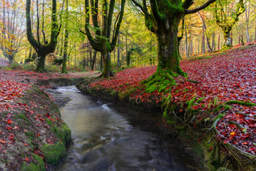 Fototapeta premium Otzarreta beech forest, Gorbea Natural Park, Vizcaya, Spain