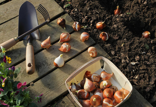 Plantation de bulbes de tulipes