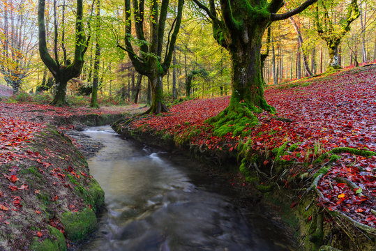Fototapeta Otzarreta beech forest, Gorbea Natural Park, Vizcaya, Spain