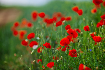 red poppy flowers in a field