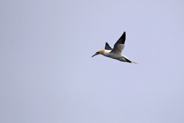 Northern Gannet with spread wings flying, light background