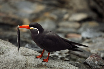 The Inca tern (Larosterna inca) sitting on the black rock on the shore with sea fish in the red bill