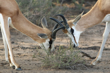 The two young males of springbok (Antidorcas marsupialis) are fighting, detail of the head with horns.