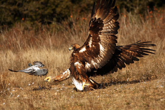 The female of golden eagle (Aquila chrysaetos) is hunting and killing rock pigeons (Columba livia)