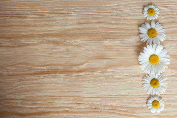 Obraz premium Fresh chamomile flowers on the wooden table