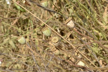 Closeup photograph of wild poppy seed pods in a field.