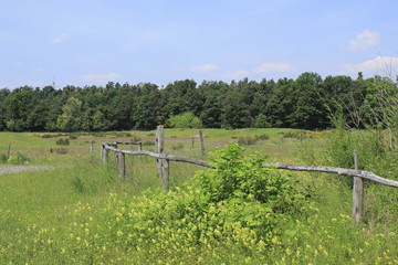 Sanddünen, Sandsteppe im Naturschutzgebiet Sandweier, Baden-Baden am Oberrhein im Schwarzwald