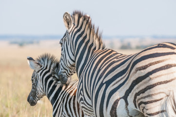 Fototapeta na wymiar Plains Zebras (Equus quagga)