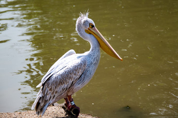 Pelican