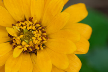 Orange Zinnia flower close-up