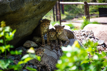 Cheetah Cubs