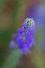 Sunny Border Blue Speedwell, flower close-up