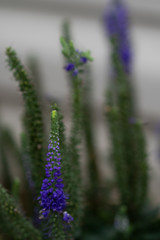 Sunny Border Blue Speedwell, flower close-up