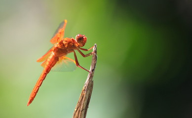 Close up of orange dragonfly (flame skimmer) perched on plant