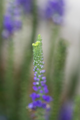 Sunny Border Blue Speedwell, flower close-up