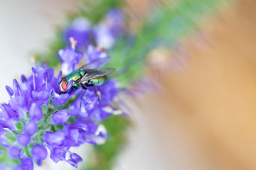 Fly sitting on Sunny Border Blue Speedwell, flower close-up
