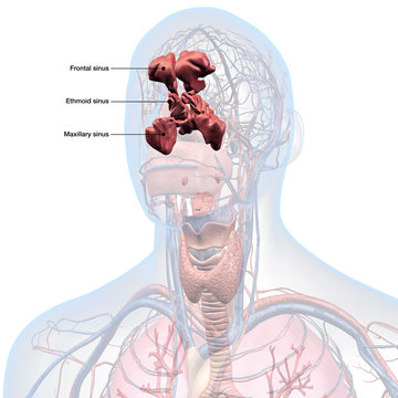 Sinus Anatomy Labeled in Man's Head
