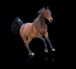 Obraz na płótnie Canvas Bay horse galloping on the black background
