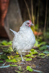 farm chicken