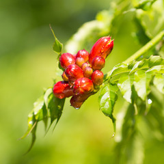 red unbloomed flowers after rain