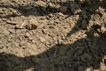 Closeup photograph of rabbit droppings on dry soil in a corn field. 