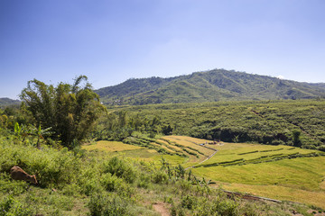 A lone cow grazes near a terraced rice field in Ruteng, Indonesia.