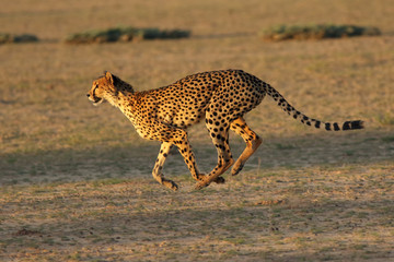 The female of cheetah (Acinonyx jubatus) is running fast in the dry river bed in the desert