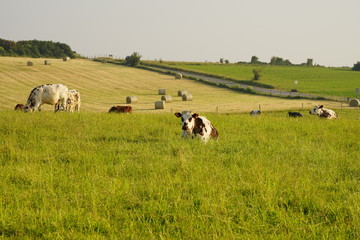 Animal ferme vache 244