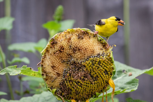 Male Goldfinch (Spinus tristis) eating sunflower seeds in a wildflower garden