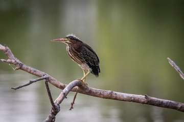 A Green Heron (Butorides virescens) perched on a branch over a lake