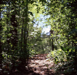 Forest trail