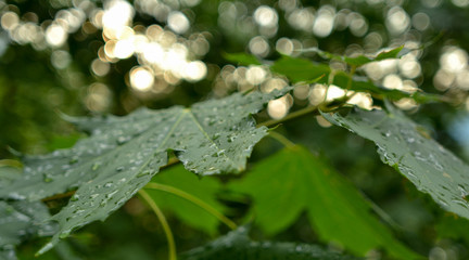 Leaves after rain