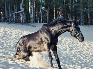 beautiful black stallion standing up after laying at sand