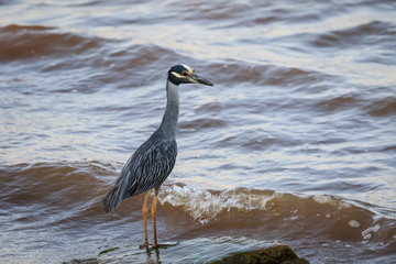 Yellow-crowned Night Heron (Nyctanassa violacea) fishing on a lakeshore