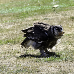 Verreaux's eagle-owl (Bubo lacteus), also commonly known as the milky eagle owl or giant eagle owl eating chicken