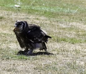 Verreaux's eagle-owl (Bubo lacteus), also commonly known as the milky eagle owl or giant eagle owl eating chicken